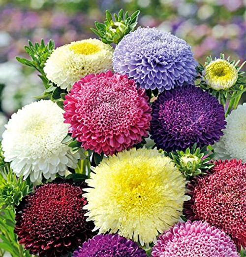 NIKA SEEDS - Flowers Aster Princess Mix Annual - 100 Seeds