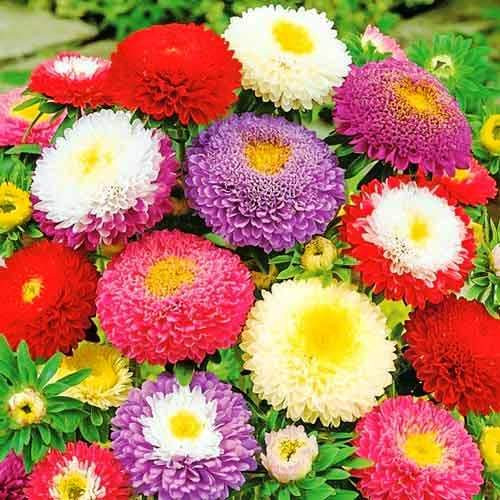 NIKA SEEDS - Flowers Pompon Aster Suprim Mix Annual - 100 Seeds