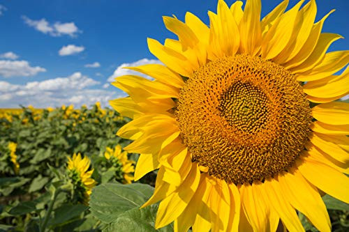 Sweet Yards Seed Co. Mammoth Grey Stripe Sunflower Seeds Extra Large Packet Over 250 Open Pollinated Non-GMO Seeds Helianthus annus Sweet Yards Seed Co. Mammoth Grey Stripe Sunflower Seeds Extra Large Packet Over 250 Open Pollinated Non-GMO Seeds Helianthus annus