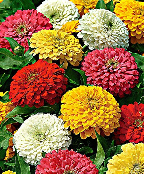 NIKA SEEDS - Flowers Zinnia Elegans California Giants Mix Annual - 100 Seeds NIKA SEEDS - Flowers Zinnia Elegans California Giants Mix Annual - 100 Seeds