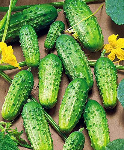 NIKA SEEDS - Vegetable Cucumber Elegant F1-20 Seeds