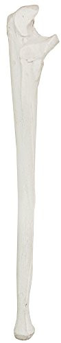 Axis Scientific Ulna Bone Model - Left - Cast from a Real Human Ulna Bone l Forearm Bone Model Has Realistic Texture and Important Bony Landmarks - 3 Year Warranty