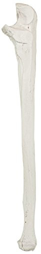 Axis Scientific Ulna Bone Model - Right - Cast from a Real Human Ulna Bone l Forearm Bone Model Has Realistic Texture and Important Bony Landmarks - Includes Product Manual - 3 Year Warranty