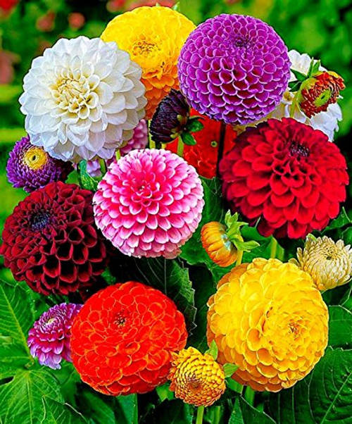 Seeds Dahlia Pompon Mix Flower Annual Beautiful Outdoor Garden Cut Organic Ukraine Seeds Dahlia Pompon Mix Flower Annual Beautiful Outdoor Garden Cut Organic Ukraine