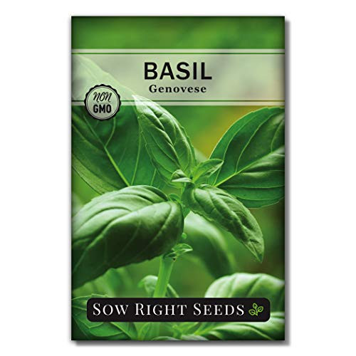 Sow Right Seeds - Genovese Basil Seed for Planting - Heirloom, Non-GMO with Instructions to Plant and Grow a Kitchen Herb Garden, Great Gardening Gift. Minimum of 500mg per Packet. (1) Sow Right Seeds - Genovese Basil Seed for Planting - Heirloom, Non-GMO with Instructions to Plant and Grow a Kitchen Herb Garden, Great Gardening Gift. Minimum of 500mg per Packet. (1)