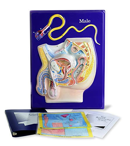 American Educational Male Reproductive Model Activity Set
