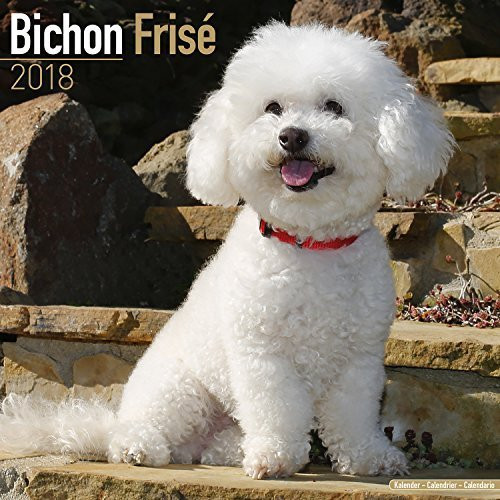 Bichon Frise Calendar 2021 - Premium Dog Breed Calendar - Wall Calendar 2020-2021