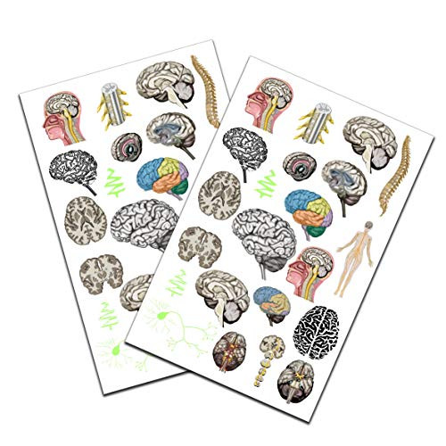 Brain Anatomy Body Glow and Color Tattoo Set 2 Pack