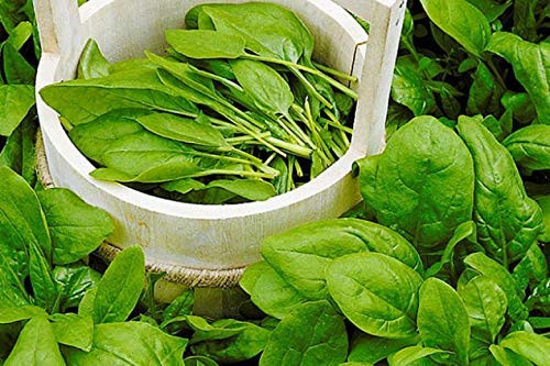 NIKA SEEDS - Herb Sorrel Broad-Leaved for Planting Non GMO - 2000 Seeds