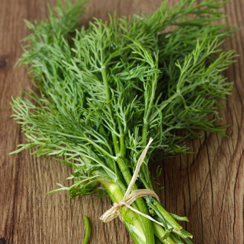 Mammoth Long Island Dill Herb Seeds, 1500 Heirloom Seeds Per Packet, Non GMO Seeds