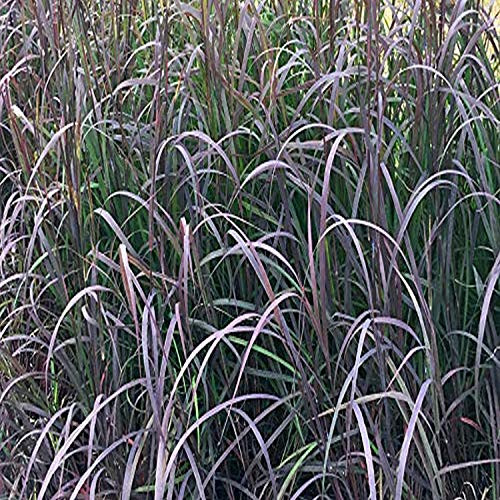 Perennial Farm Marketplace Andropogon g. 'Blackhawks' (Big Bluestem) Ornamental Grass, Size- 1 Container, Burgundy-Black Foliage