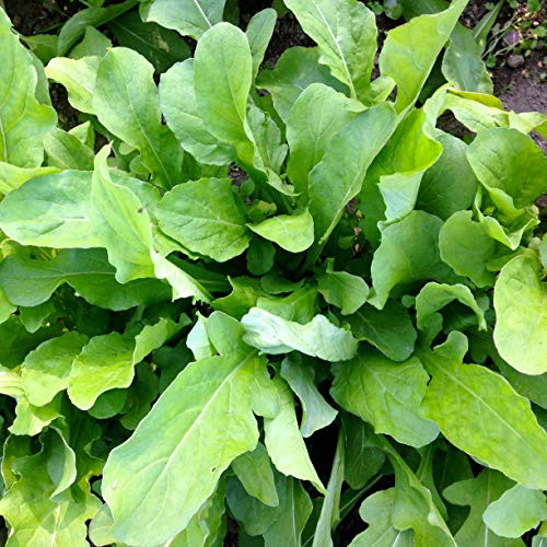 Astro Arugula Lettuce Seeds,1000 Heirloom Seeds Per Packet, Non GMO Seeds, Isla's Garden Seeds Astro Arugula Lettuce Seeds,1000 Heirloom Seeds Per Packet, Non GMO Seeds, Isla's Garden Seeds