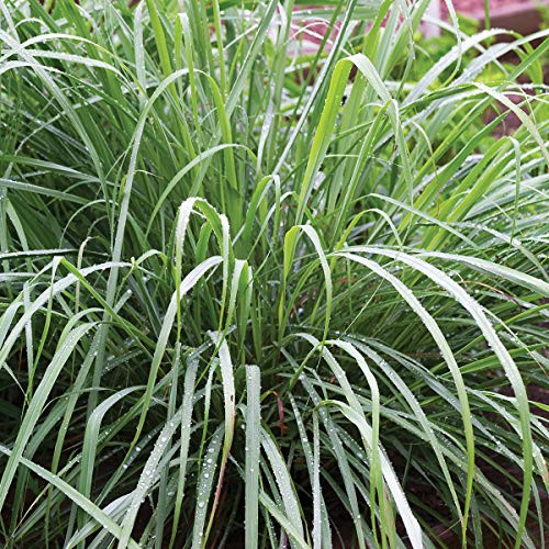 Burpee Lemongrass Herb - 3 Live Plants, 2 1/2" Pot