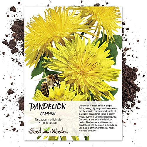 Seed Needs, Dandelion Herb (Taraxacum officinale) 10,000 Seeds Non-GMO