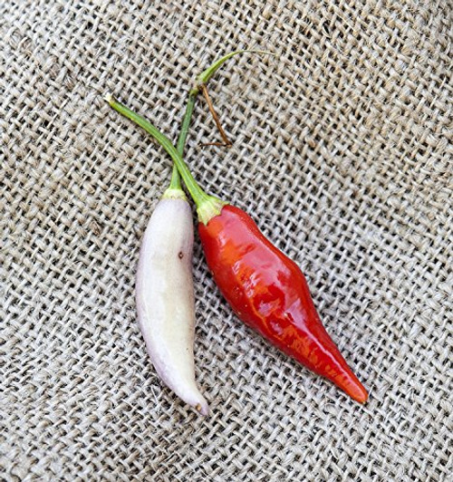 Aji Omnicolor Peruvian Heirloom Pepper Premium Seed Packet plus More Aji Omnicolor Peruvian Heirloom Pepper Premium Seed Packet plus More