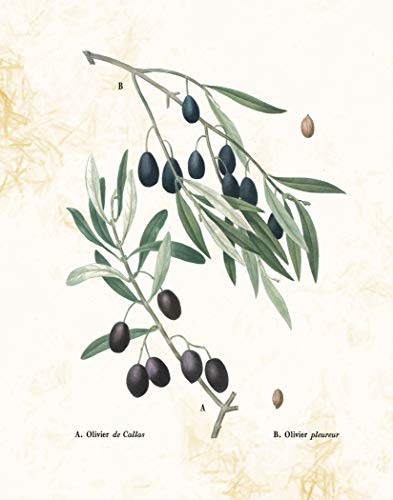 Ramini Brands Olivier de Callas Olive Fruit Wall Artwork- Home Decor - 11 x 14 Unframed Print - Great Gift for The Kitchen and Dining Room