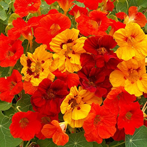 Outsidepride Nasturtium Flower Seed Mix - 1/4 LB