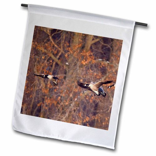 3dRose fl_209634_1 Canada Geese Landing on Frozen Lake, Marion, Illinois, USA Garden Flag, 12 by 18" 3dRose fl_209634_1 Canada Geese Landing on Frozen Lake, Marion, Illinois, USA Garden Flag, 12 by 18"