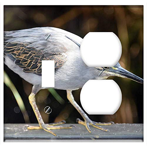 2-Gang, Toggle Outlet Combination Wall Plate Cover - Striated Heron Birds Fauna Ornithology Pen Nature 2-Gang, Toggle Outlet Combination Wall Plate Cover - Striated Heron Birds Fauna Ornithology Pen Nature