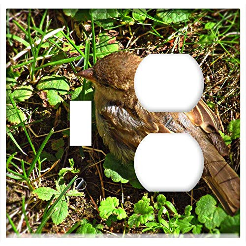 2-Gang, Toggle Outlet Combination Wall Plate Cover - Wr belek Bird The Sparrow Nature Birds Pen 2-Gang, Toggle Outlet Combination Wall Plate Cover - Wr belek Bird The Sparrow Nature Birds Pen