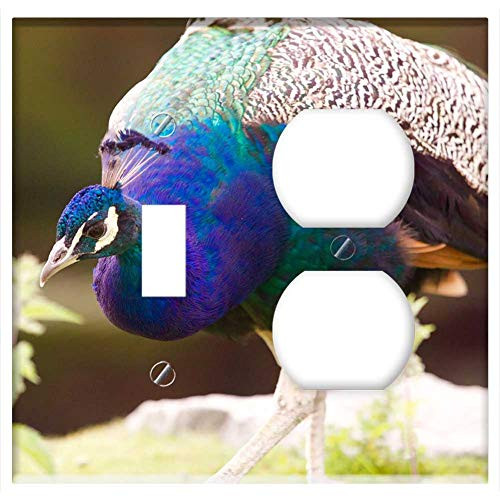 2-Gang, Toggle Outlet Combination Wall Plate Cover - Peacock Pen Bird Volatile Majestic Peacock Blue 2-Gang, Toggle Outlet Combination Wall Plate Cover - Peacock Pen Bird Volatile Majestic Peacock Blue