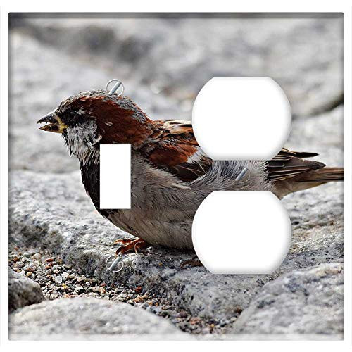 2-Gang, Toggle Outlet Combination Wall Plate Cover - Bird The Sparrow Nature Pen Wrobelek Closeup 2-Gang, Toggle Outlet Combination Wall Plate Cover - Bird The Sparrow Nature Pen Wrobelek Closeup
