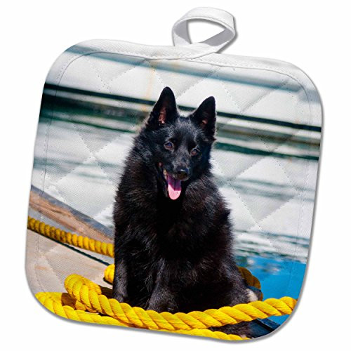 3D Rose Schipperke Sitting On Yellow Rope-Mr- Pot Holder, 8 x 8