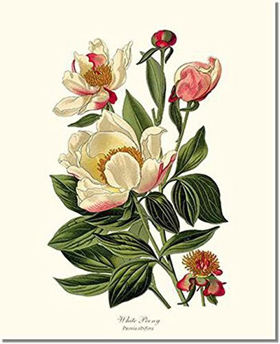 Vintage Botanical Flower Art Print: Peony, White
