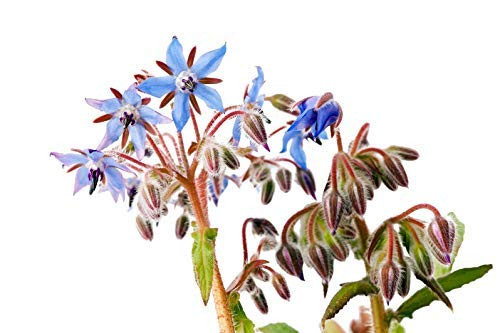 100 Borage Flowering Herb Seeds Starflower Borago Officinalis by RDR Seeds