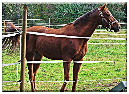 Triple Blank Wall Plate Cover - The Horse Pen The Mane Animals Horse Nature