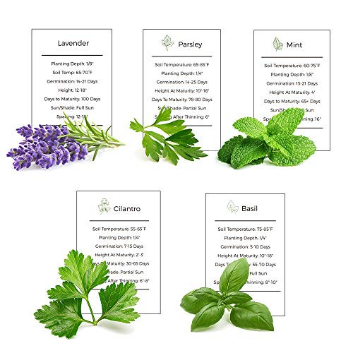 Environet Herb Garden Seeds Collection - 5 Culinary Herb Seeds Pack - Basil, Mint, Parsley, Cilantro and Lavender Seeds, Heirloom Seeds for Planting
