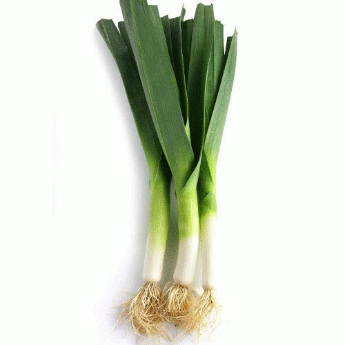 Large American Flag Leek Seeds, 500 Heirloom Seeds Per Packet, Non GMO Seeds
