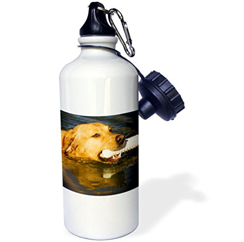 3dRose inchPurebred Yellow Labrador dog with dummy NA02 PWO0045 PiperAnne Worcester inch Sports Water Bottle, 21 oz, White 3dRose inchPurebred Yellow Labrador dog with dummy NA02 PWO0045 PiperAnne Worcester inch Sports Water Bottle, 21 oz, White