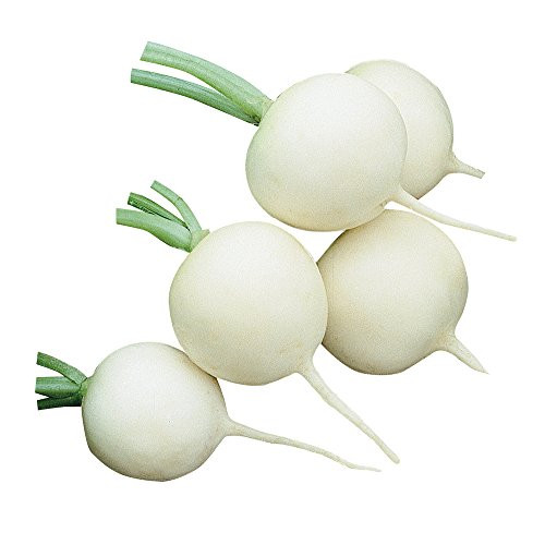 Burpee White Globe Hailstone Radish Seeds 200 seeds