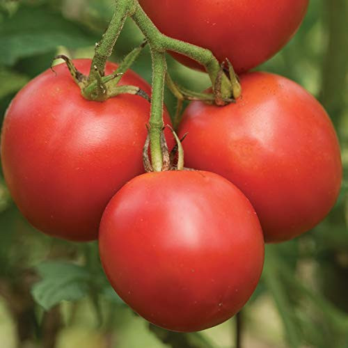 Burpee 'Riesentraube' Heriloom | Red Cherry Tomato | 30 Seeds