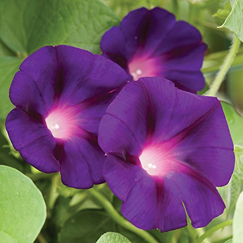 Burpee Grandpa Ott Morning Glory Seeds 60 seeds Burpee Grandpa Ott Morning Glory Seeds 60 seeds