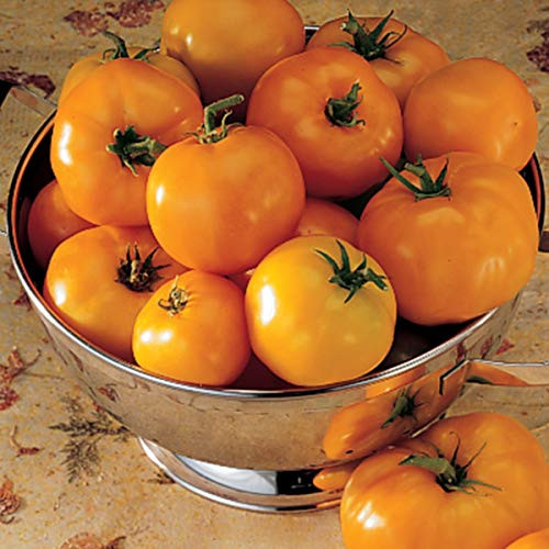 Burpee 'Persimmon' Heriloom | Orange Beefsteak Slicing Tomato | 25 Seeds