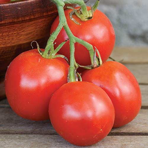 Burpee 'Stupice' Heirloom | Red Saladette Tomato | 25 Seeds