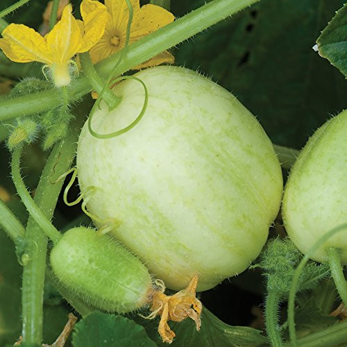 Burpee Crystal Apple Cucumber Seeds 25 seeds