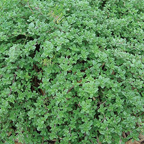 Burpee Creeping Thyme Seeds 100 seeds