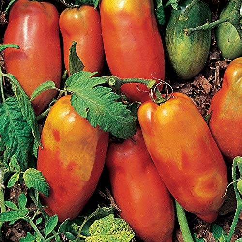 Burpee 'Super Italian Paste' Heirloom | Paste Tomato | Sweet Flavor | 50 Seeds