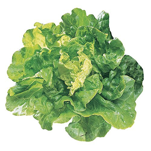 Burpee Tom Thumb Lettuce Seeds 1000 seeds