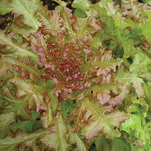 Burpee Red Salad Bowl Lettuce Seeds 1000 seeds