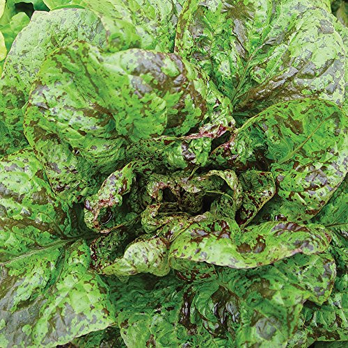 Burpee Forellenschluss (Heirloom) Lettuce Seeds 500 seeds