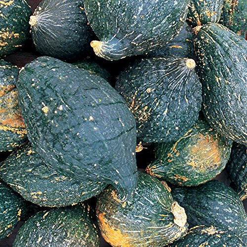 Burpee True Hubbard Winter Squash Seeds 15 seeds