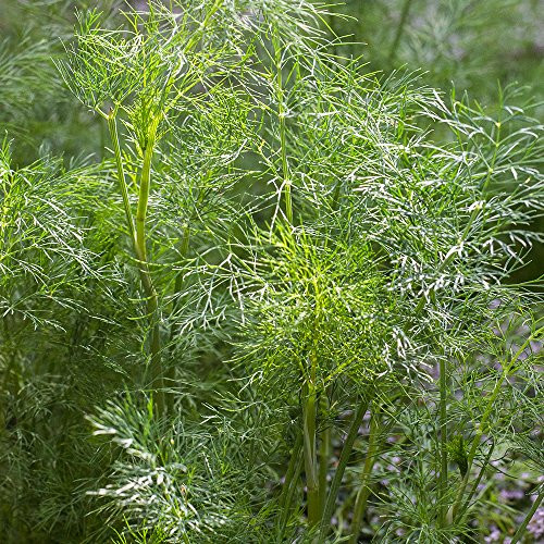 Burpee Mammoth Dill Seeds 1500 seeds