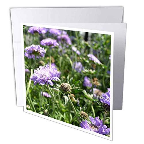 3dRose lavender flowers inspiration - Greeting Cards, 6 x 6 inches, set of 6 (gc_22739_1)