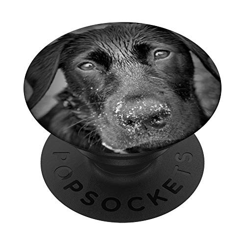 Labrador Retriever PopSockets PopGrip: Swappable Grip for Phones  and  Tablets