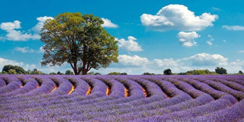 Lavender Field in Provence France Poster Print by Pangea Images (10 x 20)