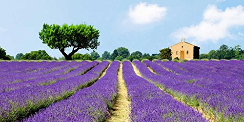 Lavender Fields France Poster Print by Pangea Images (10 x 20)
